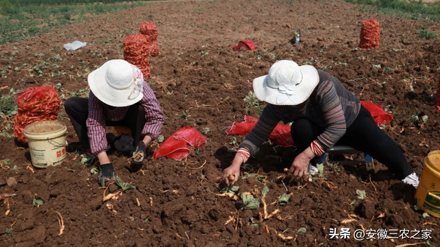 他，种植100亩药材，年效益80多万，而他却不建议村民一起种植