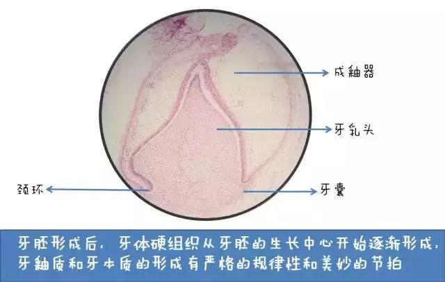 “孩子，这就是牙齿的生长过程”（漫画易懂）