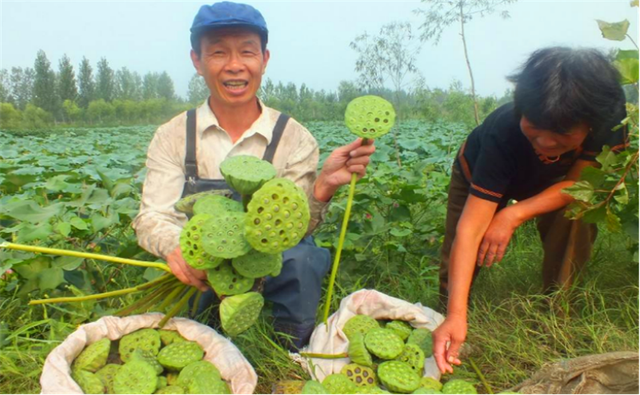 想在旱地栽莲藕，先把旱田改造好，播种方法介绍