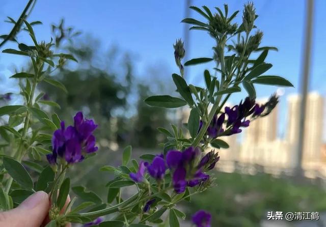 苜蓿芽苗菜怎么种植才可以达到优质丰产？告诉你2个“小窍门”