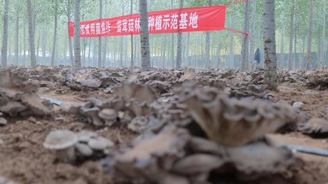 河南沁阳县利用林下场地种植雪茸菇 开辟乡村致富新路子