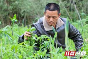 黄精种植利润(土里冒“黄金”乡村换新景 聂市黄精亩收益逾万元)