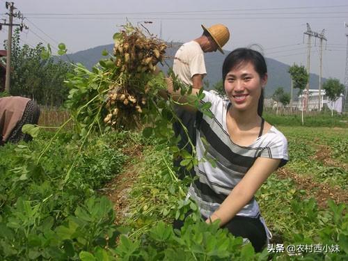 如何种植花生？花生的地膜覆盖栽培技术