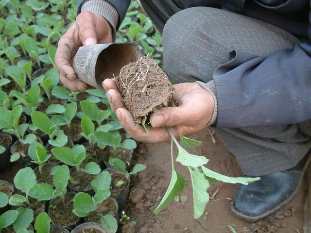 秋茄子栽培技术