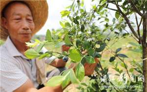 蓝莓的种植成本(“水果皇后”蓝莓廉江试种成功)