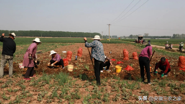 他，种植100亩药材，年效益80多万，而他却不建议村民一起种植