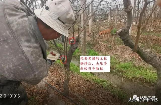 漫话冬剪（四）大棚避雨栽培冬枣园成年树的修剪