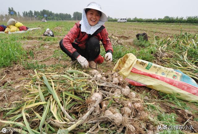 种庄稼要收获大蒜是怎么从地里挖出来的呢？挖蒜的工具是什么样的