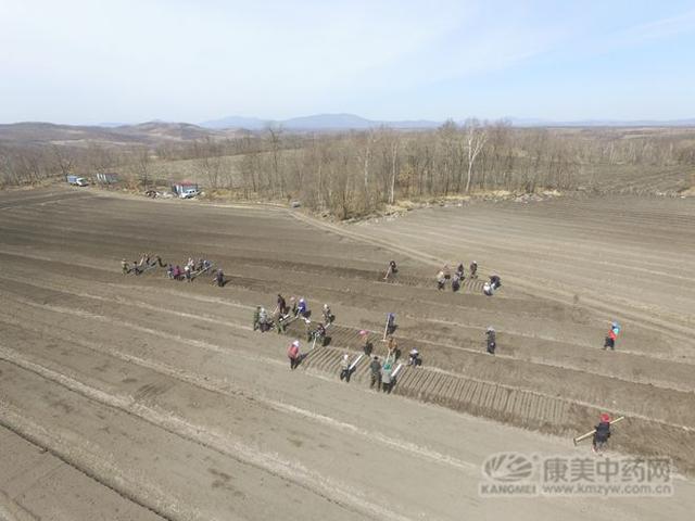 走进东北大参地，探访人参种植的秘诀！