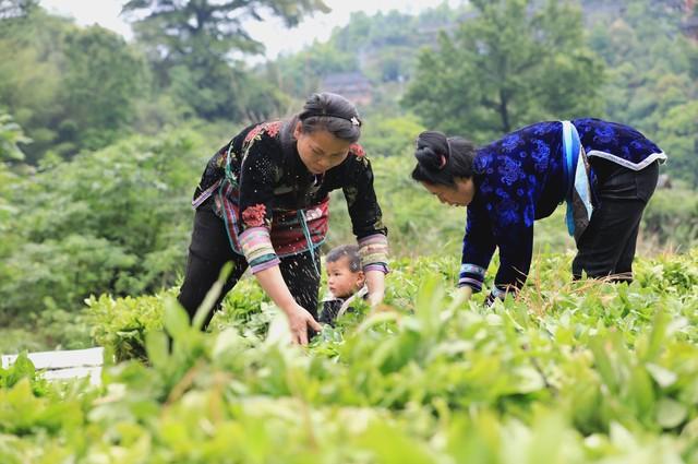 十个高收益种植项目，想赚钱的别错过，建议收藏