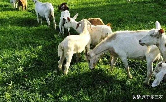 农村养羊可以种植多年生黑麦草，一年四季草料充足，经济效益高