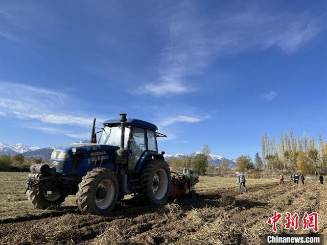 新疆各地黄芪进入采收期 小黄芪撑起乡村振兴梦