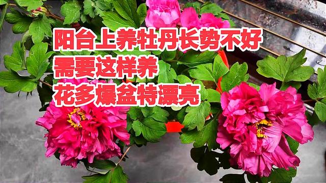 阳台上养牡丹长势不好，需要这样养，花多爆盆特漂亮