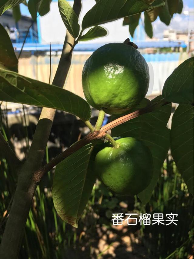 父亲的屋顶果园——番石榴种植经验及食用价值交流