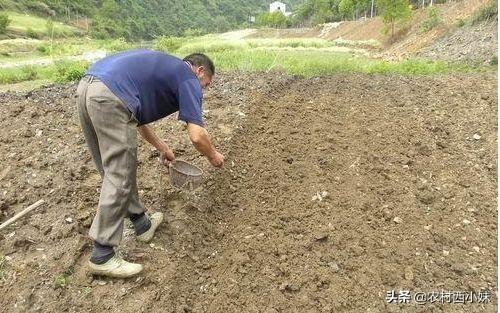 如何种植花生？花生的地膜覆盖栽培技术