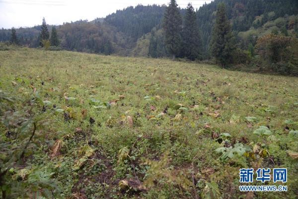 湖北利川：穷土地崛起中药材种植大产业