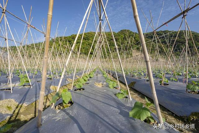 从7月份开始，这些秋菜好准备连续种植了，你准备好了吗？