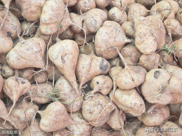 豆薯规范化栽培技术，学会科学种植方法，才能更有效提高产量