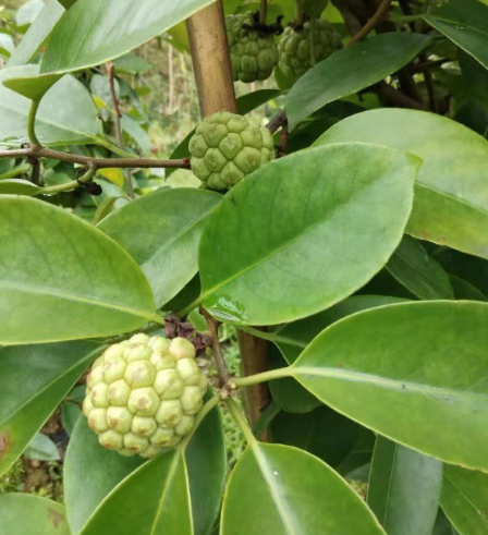 分析布福娜（长寿果）种植前景，学会其种植技术，提高效益