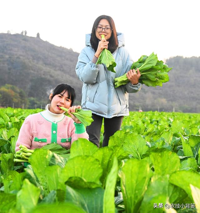 不花钱、不打药、绿色环保无公害，10个方法巧治植物病虫害