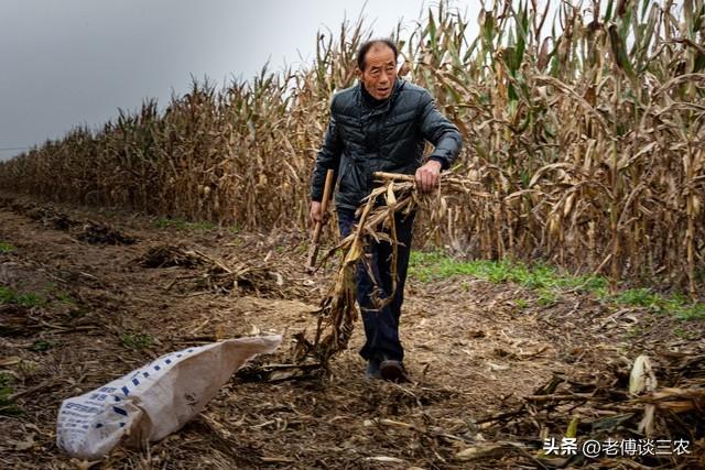 78岁老人种1亩玉米赚500元，为孙子交旅游和校服费，生活太艰难了