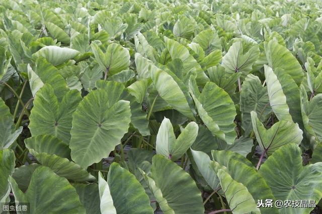 粤西早春植芋头高产栽培技术，需要注意哪些问题？一篇文章解析