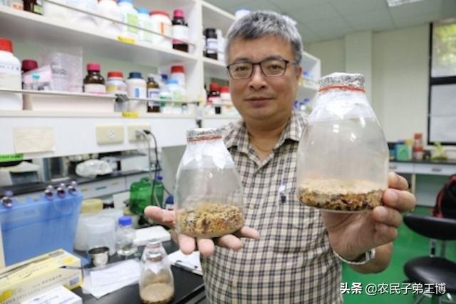 野生菌牛樟芝需求多生长慢，掌握人工培育技术，促进牛樟芝产业化