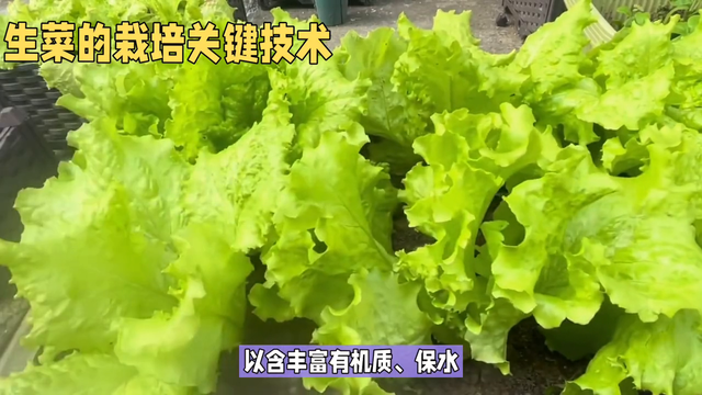 生菜的环境要求和栽种技巧，轻松拥有有机蔬菜#新农人计划2023