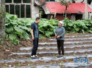 大黄种植基地(湖北利川：穷土地崛起中药材种植大产业)