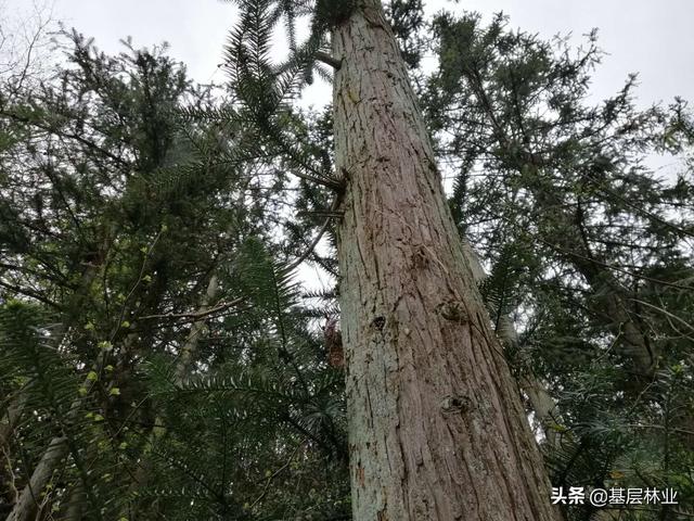 一亩地种植多少株杉木最适宜