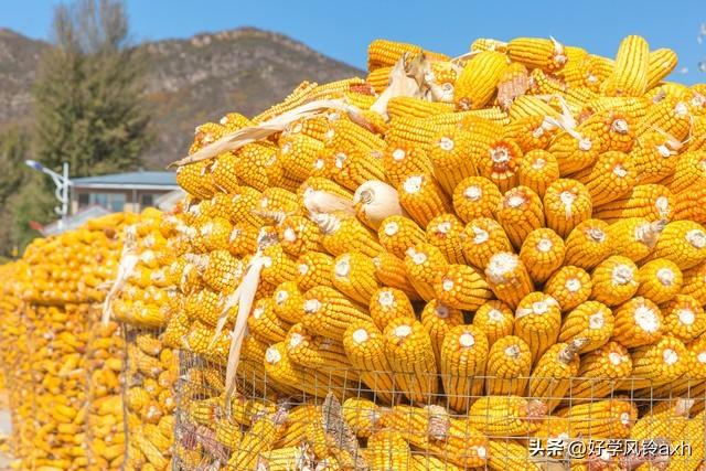 承包100亩地种小麦和玉米，一年能挣多少钱，能有50万吗？