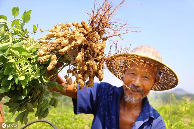 花生种植技术及提高种植效益的措施分析