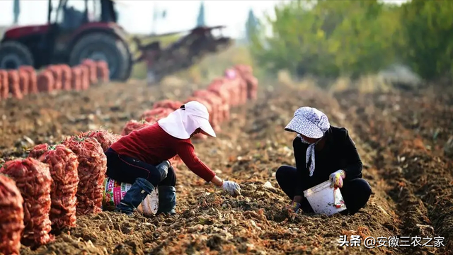 他，种植100亩药材，年效益80多万，而他却不建议村民一起种植