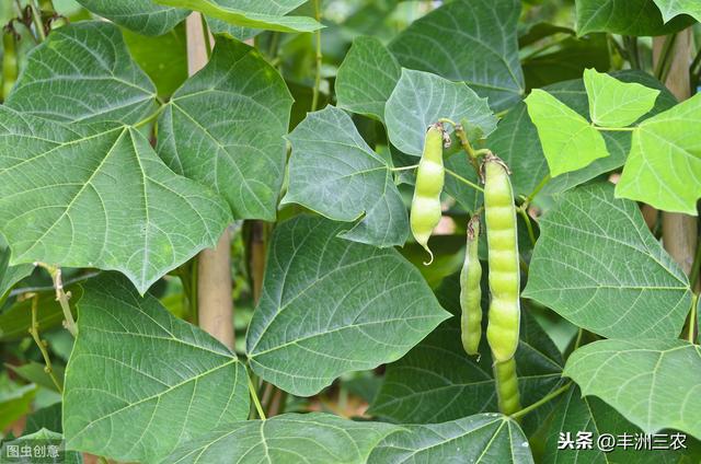 豆薯规范化栽培技术，学会科学种植方法，才能更有效提高产量