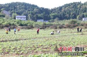 儿菜什么时候种植(资