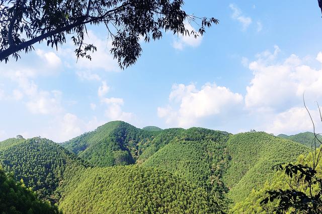 种植桉树21年，广西得到了什么