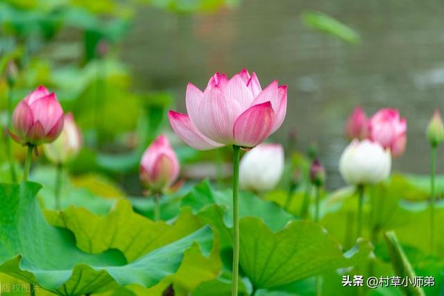 明天21号，大雨范围已确定，连下三天。今夏雨多么？看农谚咋说