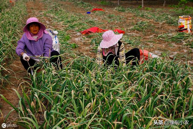 种庄稼要收获大蒜是怎么从地里挖出来的呢？挖蒜的工具是什么样的