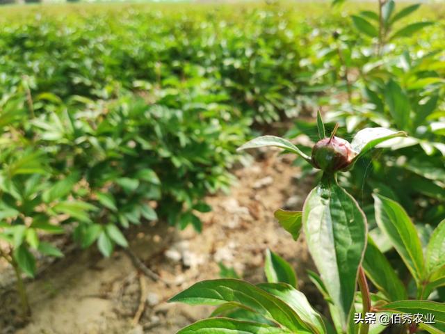 地下害虫危害大，中药材芍药如何抓住最佳时期防治蛴螬？