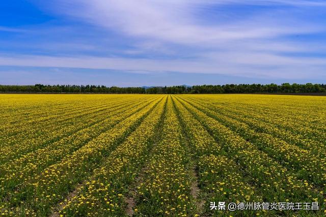 振兴东北，可以加大中药材优质种植产业的投入，以供中医治病之需