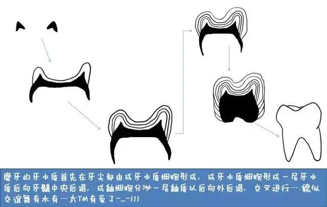 “孩子，这就是牙齿的生长过程”（漫画易懂）