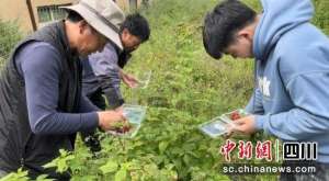 中国山莓种植基地(壤塘：种植特色树莓 拓宽致富新路子)