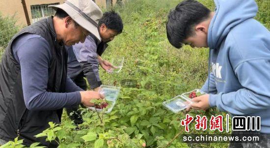 壤塘：种植特色树莓 拓宽致富新路子