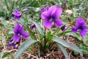 苦地丁种植(每日中药——紫花地丁)