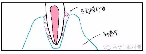 “孩子，这就是牙齿的生长过程”（漫画易懂）