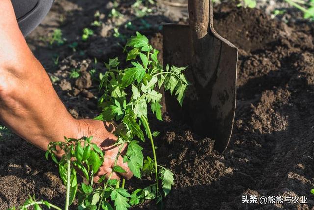 夏季番茄高产种植，明白这10个方面，种番茄不踩坑