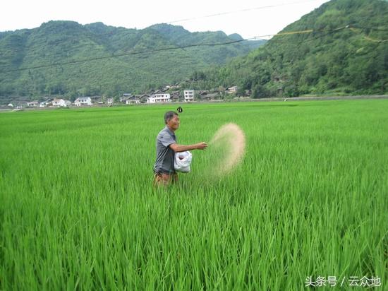 水稻种植施肥过多危害大，专家教你科学施肥！