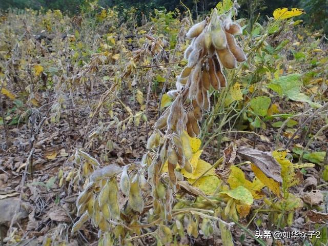 掌握黄豆种植技巧，丰收不再是难题！