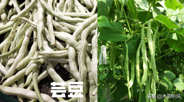 超级白架豆什么时候种植？几月份种植最好？