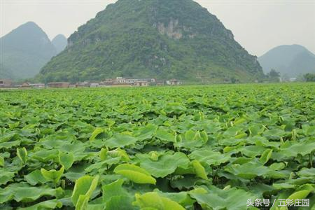 在农村种植莲藕你懂怎样合理施肥产值量才高吗？